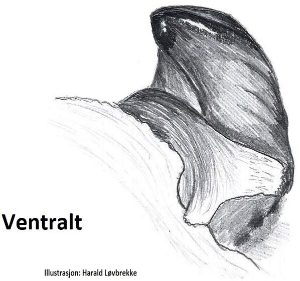 Datei:Pardosa palustris terminalapophysis ventral HLovbrekke.jpg