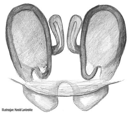 Datei:Uloborus walckenaerius vulva do HLovbrekke.jpg