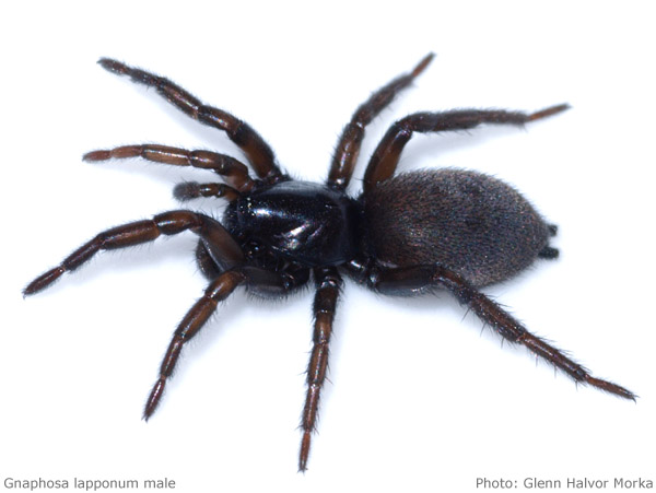 Datei:Gnaphosa lapponum male 600 GHMorka.jpg