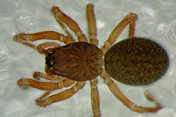 Datei:Gongylidiellum murcidum Moelln Grundloser Kolk 2014-07-19 f.jpg