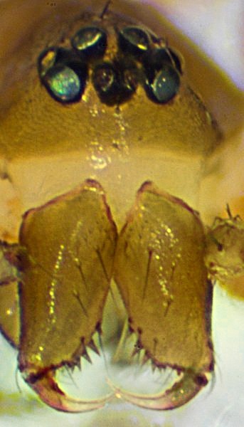 Datei:Microneta viaria f 20.08.11-481-6 cheliz.jpg