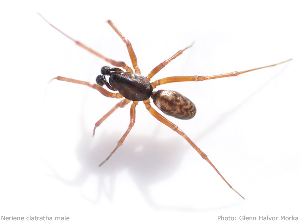 Datei:Neriene clatratha male febr 9 600.jpg