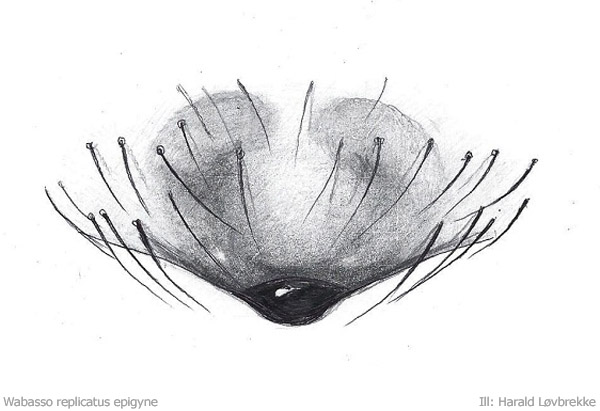 Datei:Wabasso replicatus epigyn HLovbrekke.jpg