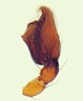 Datei:Clubiona similis m pp1 France POger.jpg