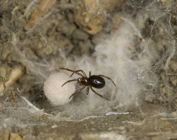 Datei:Enoplognatha-thoracica Ettersberg 09-06 03-Kokon.jpg