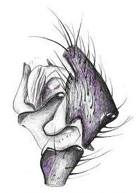 Datei:Meioneta rurestris Pedipalpus HLoevbrekke.jpg