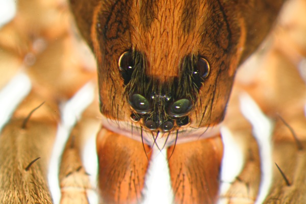 Datei:TTerricola m prodorsal 2013-03-10 Augen.jpg