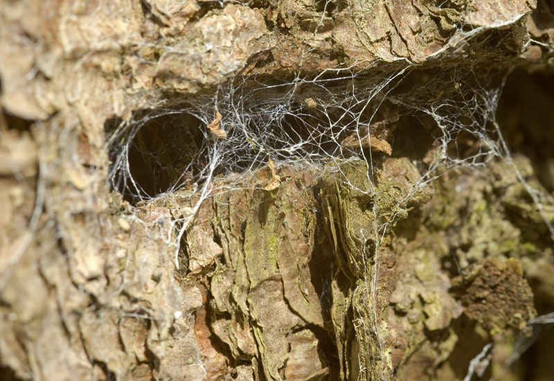 Datei:Amaurobius-fenestralis Kohlgrund 10-04 01.jpg