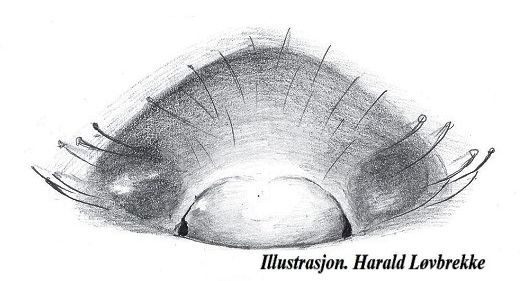 Datei:Horcotes strandi epigyn HLovbrekke.jpg
