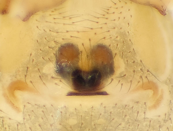 Datei:Lividus Paulinzella 08-07 06-Epig.jpg