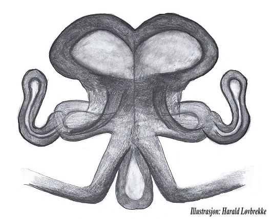 Datei:Piratula hygrophila vulva do HLovbrekke.jpg