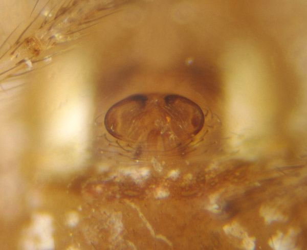 Datei:Chrysso nordica female PM1000.jpg