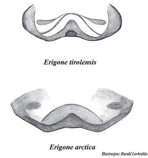 Datei:Erigone tirolensis E arctica Epigynenvergleich HLovbrekke.jpg