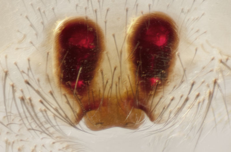 Datei:Stemonyphantes lineatus 07.10.2018 DE-SH nördllich Grambek Mischwald-Epigyne.jpg