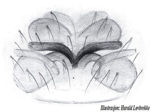 Datei:Hahnia pusilla epigyn HLovbrekke.jpg