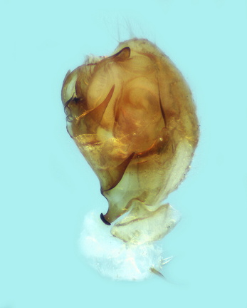 Datei:Mansuphantes pseudoarciger m pp1 1,p1mm POger.jpg