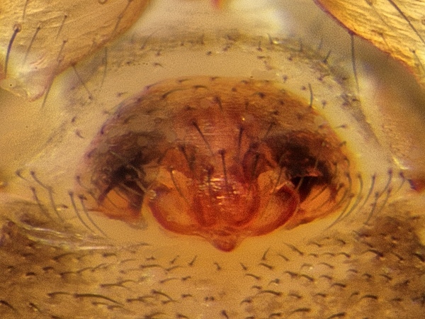 Datei:Microneta viaria 2015-12-31 f Epigyne ventral perspektive-1.jpg