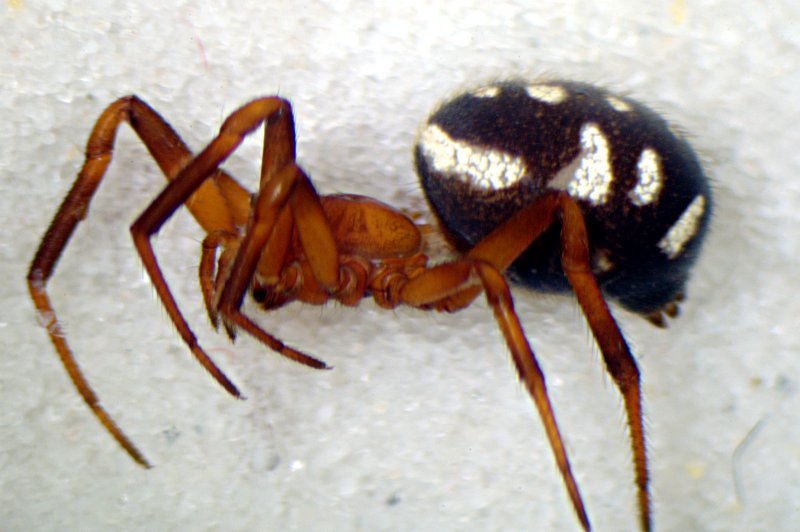 Datei:Steatoda dahli lateral-800.jpg