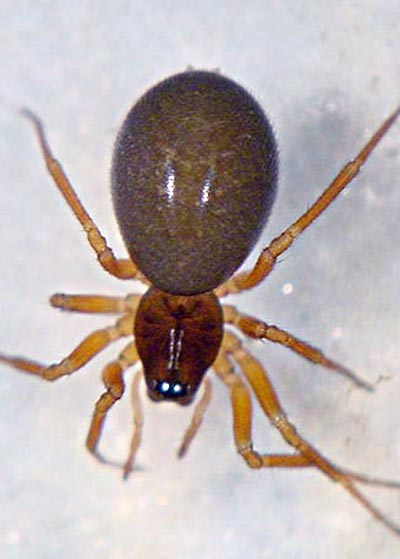 Dicymbium nigrum sl 1024.jpg