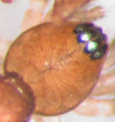 Datei:Meioneta innotabilis m sa prosoma 1,6mm unterRinde trockeneFichte AFjellberg.jpg