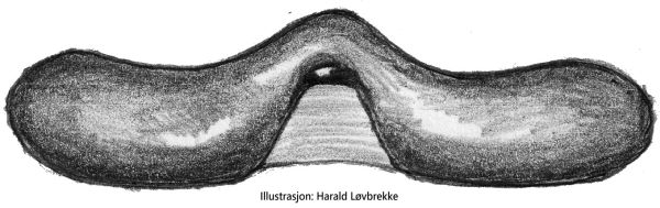 Datei:Erigone welchi Epigyne frontal view 3 HLovbrekke.jpg