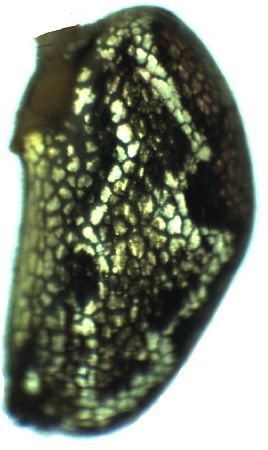 Datei:Tetragnatha obtusa female opi la HLovbrekke.jpg