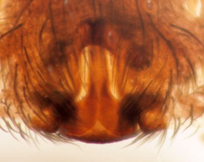 Datei:Alopecosa taeniata epigyn 400 GHMorka.jpg