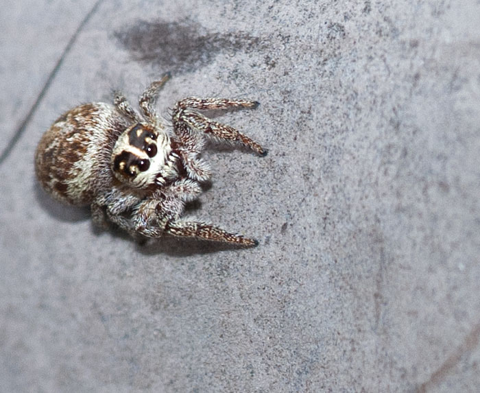 Datei:Macaroeris-nidicolens-18-07 Dolgesheim UGönner 1.jpg