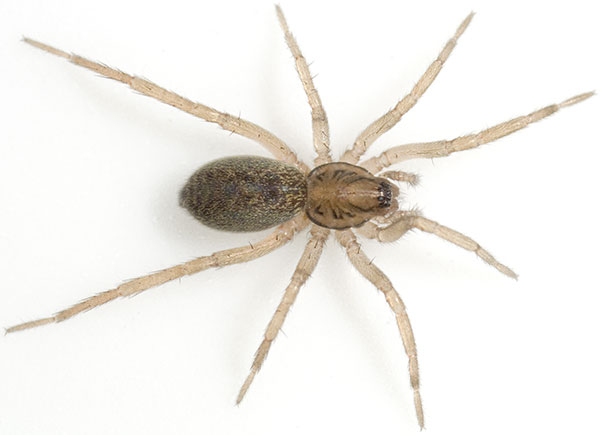 Datei:Proxima Rennsteig 08-08 02.jpg