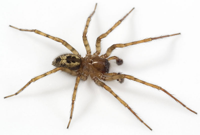 Datei:Amaurobius-fenestralis No-Liesten 09-10 03.jpg