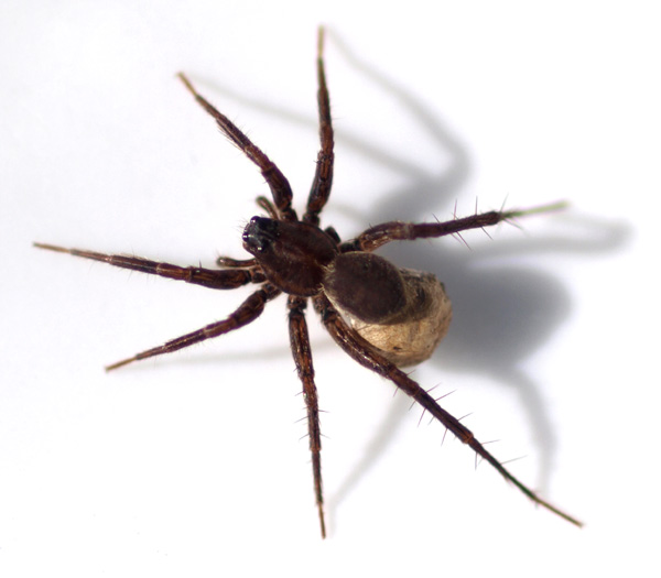 Datei:Pardosa pullata morka.jpg