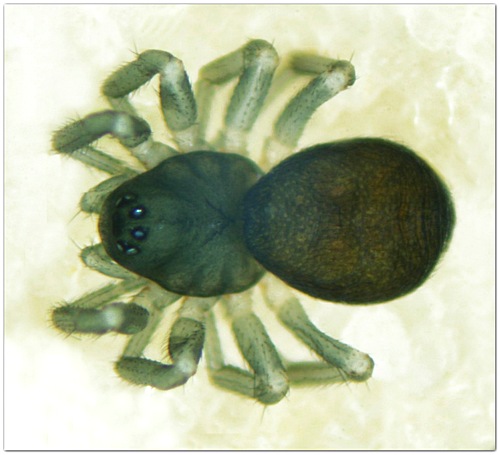 Datei:Trichopterna cito 0,9-1mm w dorsal Norway MFarlund.jpg