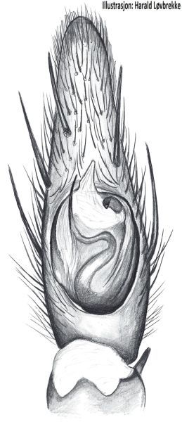 Datei:Drassodes lapidosus palp HLovbrekke.jpg