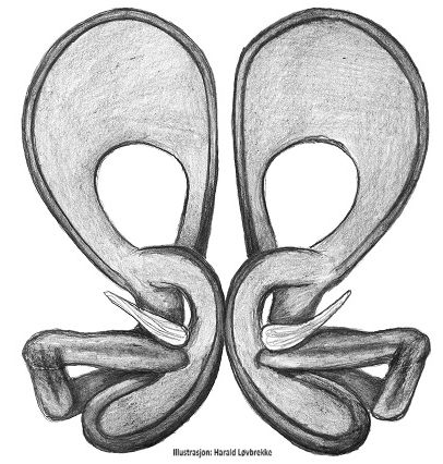 Datei:Neon levis vulva do HLovbrekke.jpg