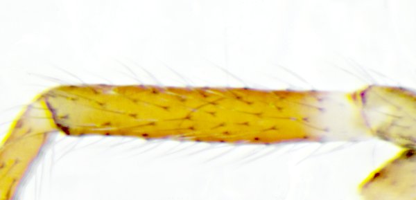 Datei:Dicymbium nigrum brevistosum 2012-10-27 HL Lauerholz femur 1l.jpg