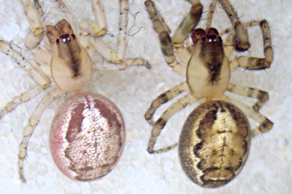 Datei:Zygiella x-notata-Farbvariation.jpg