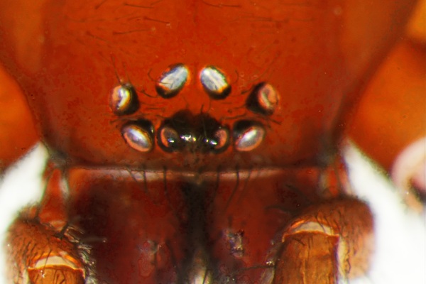 Datei:HSilvestris fem augen 2014-03-10 Blankensee Beidendorf.jpg