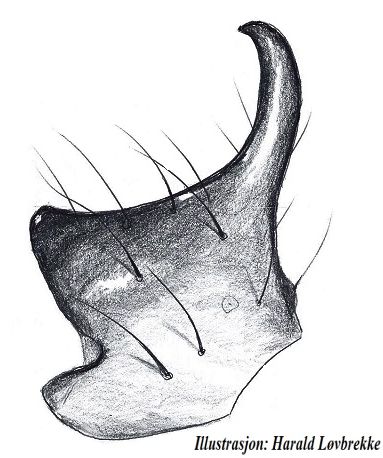 Datei:Trichoncus affinis tibialapophysis vonAussen HLovbrekke.jpg