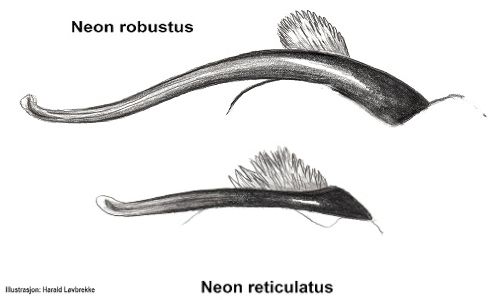 Datei:Neon robustus N reticulatus embolus HLovbrekke.jpg