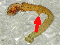 Tmericus affinis 10.10.2015 Jork Nds PediL-Pfeil.jpg