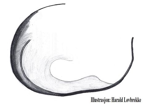 Datei:Alopecosa pulverulenta embolus HLovbrekke.jpg