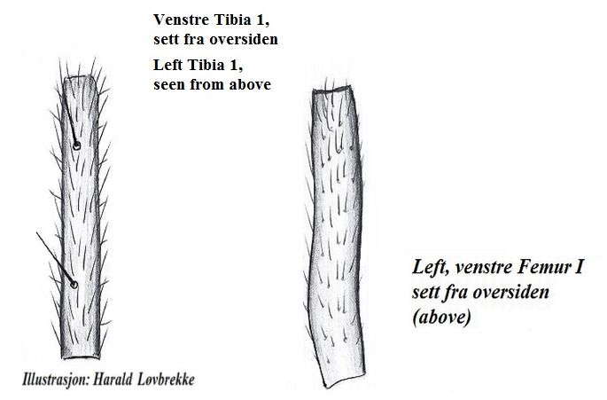 Datei:Macrargus rufus w bein I HLovbrekke.jpg