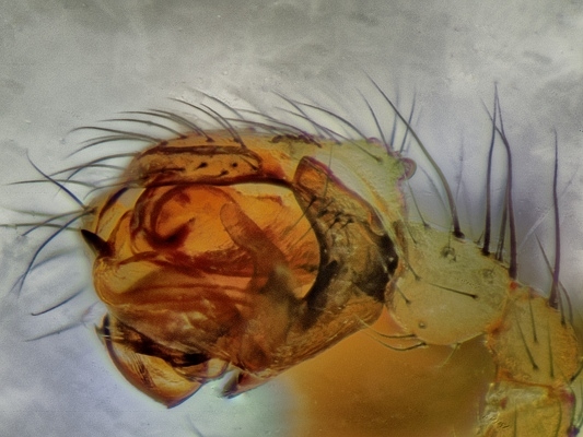 Datei:Tenuiphantes cristatus 2015-02 Bliestorfer Wald m Pedipalpus links lateral.jpg