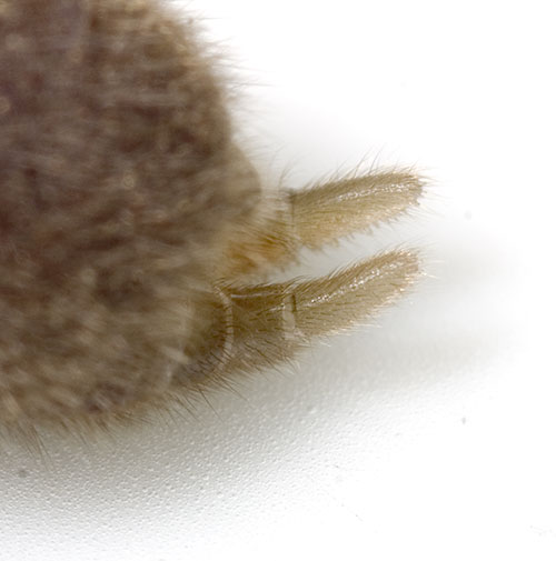 Datei:Affinis Balsamine 07-10 06 Spinnwarzen.jpg