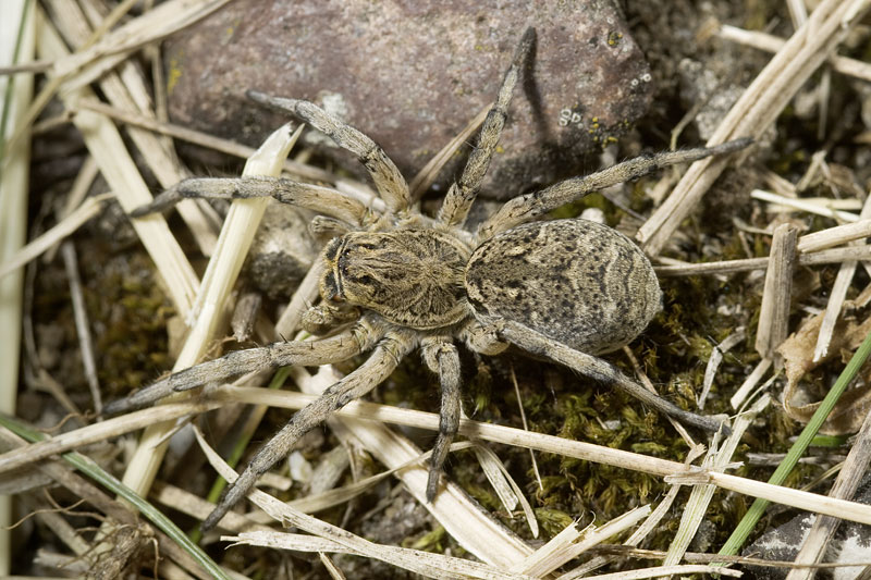 Datei:Geolycosa-vultuosa Ungarn-Szentendre 09-05 03.jpg