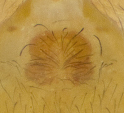 Datei:Hahnia-candida Schmieden 09-03 11-Epig.jpg