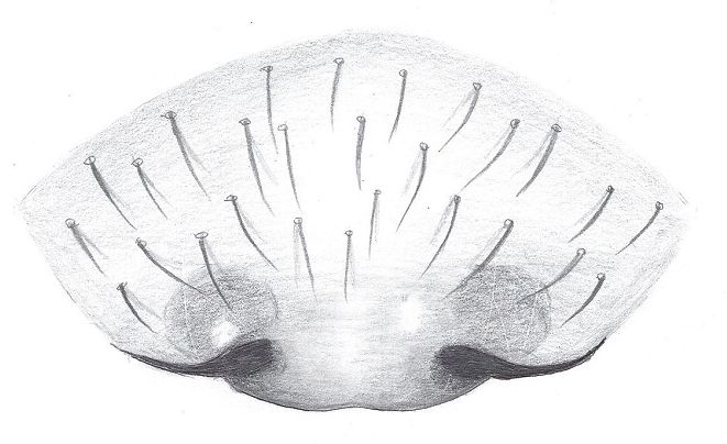 Datei:Hilaira excisa epigyn HLovbrekke.jpg