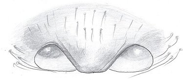 Datei:Meioneta innotabilis Epigyne HLoevbrekke.jpg