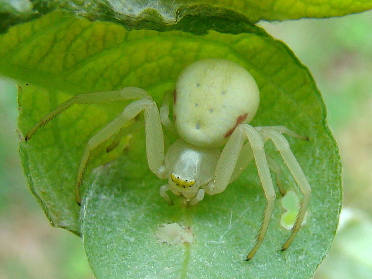 Datei:Misumena-vatia Uwe-Diener 09-05.jpg