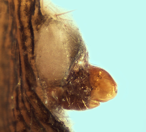Datei:Trichoncus scrofa Epigyne lateral 20151030210909-9a2de601.jpg